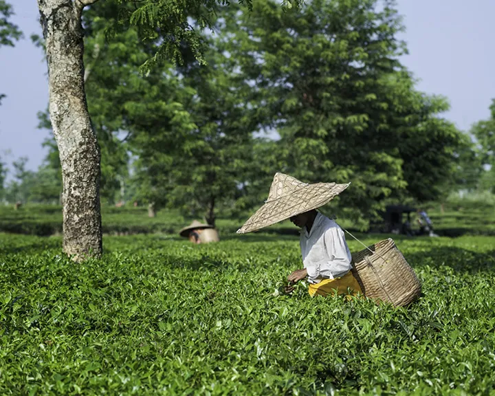 Tea Fields in Assam